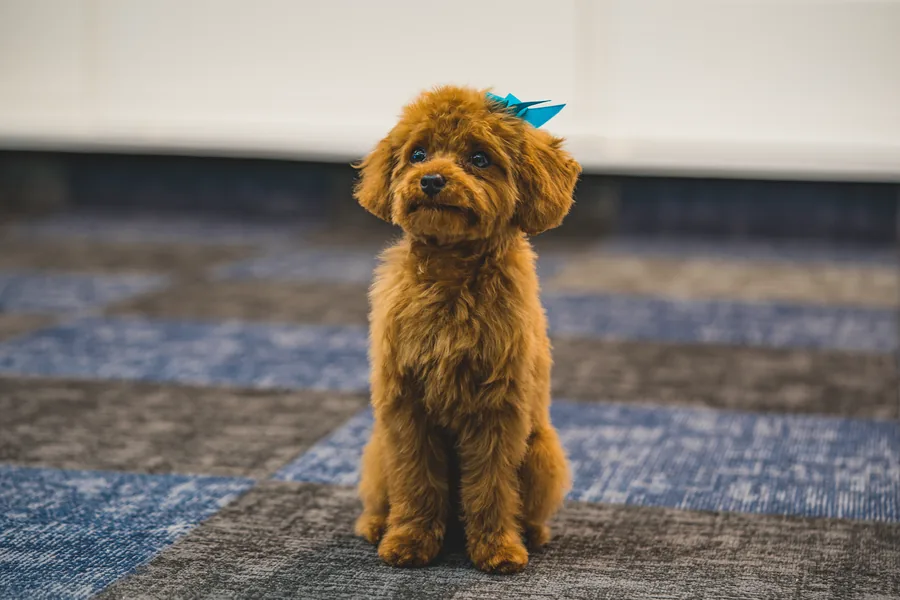 A red toy poodle with a teal bow sitting on patterned carpet, facing the camera