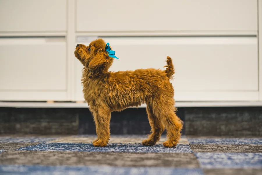 A red toy poodle with a teal bow standing side on and looking back over its shoulder