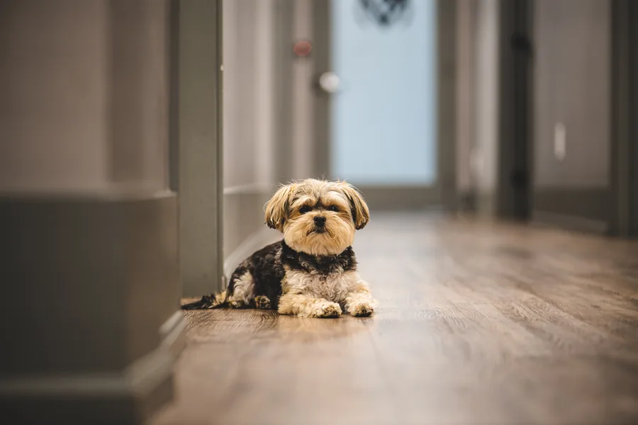 A small shaggy dog lying on a wooden floor at the end of a long hallway, looking at the camera